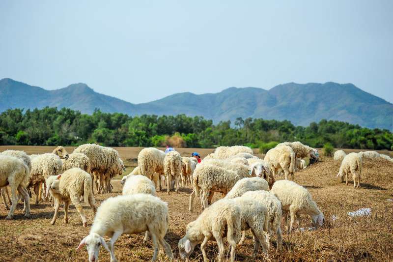 Doi-cuu-suoi-nghe-vung-tau-1