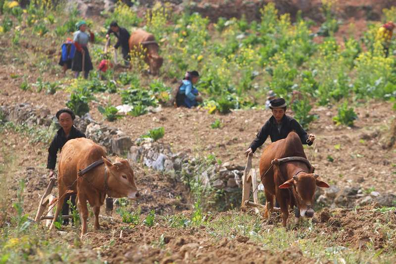 Ki-thuat-tho-canh-hoc-da-cua-dong-bao-dia-phuong