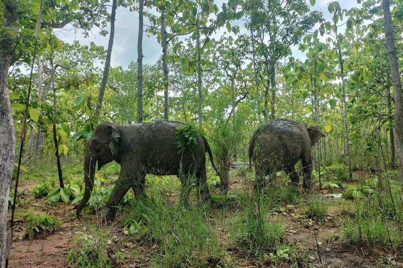 Tour Trồng Cây - Những Cá Thể Voi Hiếm Hoi đang được Bảo Vệ Nghiêm Ngặt