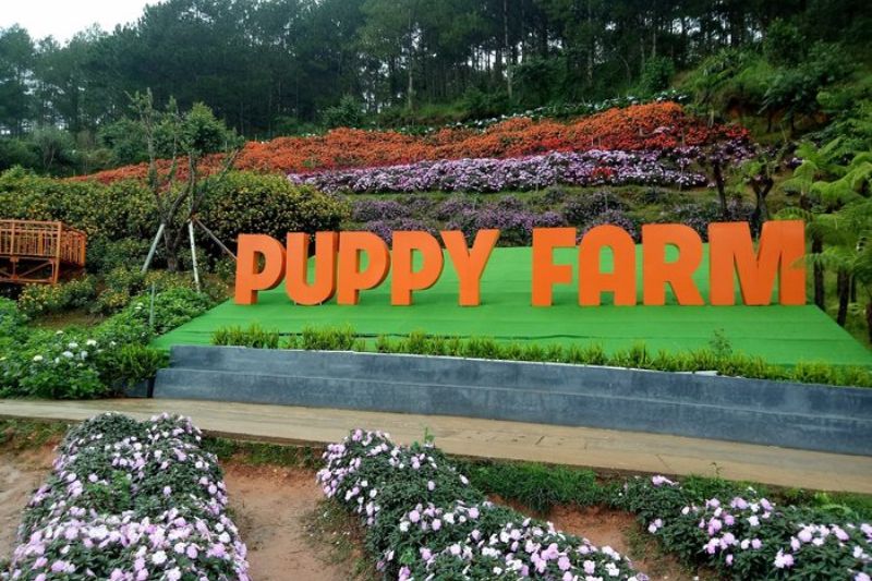 Puppy Farm - Địa Điểm Du Lịch