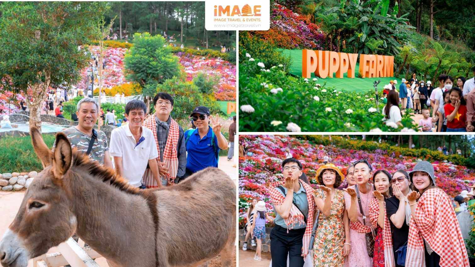 Puppy Farm – Nông Trại Cún Đáng Yêu