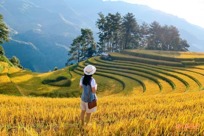 Check-in Ruộng Lúa Chín Mù Cang Chải