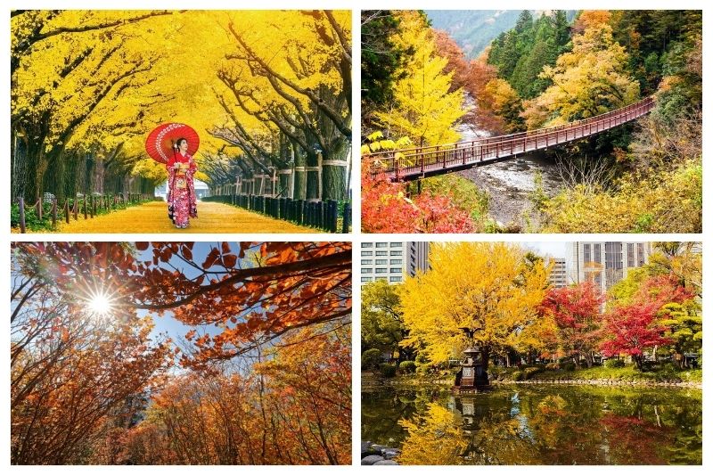Du lịch Tokyo mùa thu, Tokyo thành phố lãng mạn nhất mùa thu Nhật Bản. Nguồn: Internet 