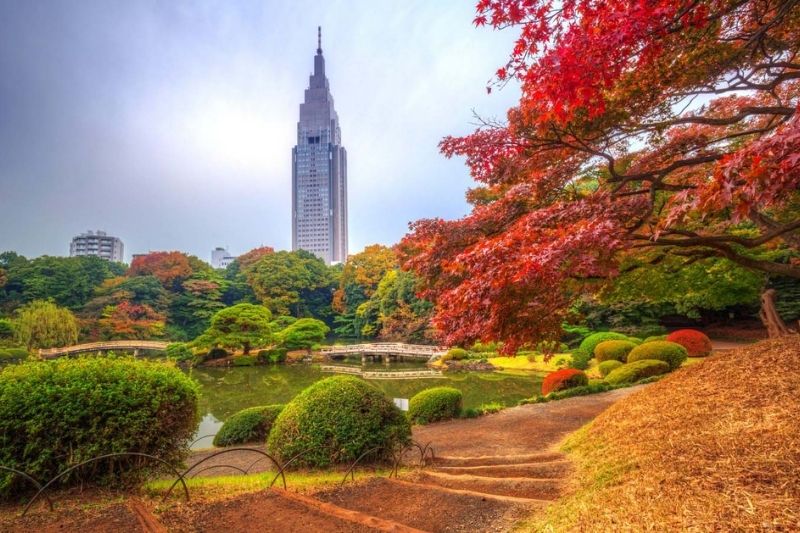 Du lịch Tokyo mùa thu, Cảnh Tokyo mùa thu. Nguồn: Internet 