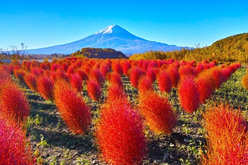 Du lịch Tokyo mùa thu, Sắc đỏ của Kochia tại công viên Showa Kinen. Nguồn: Internet 