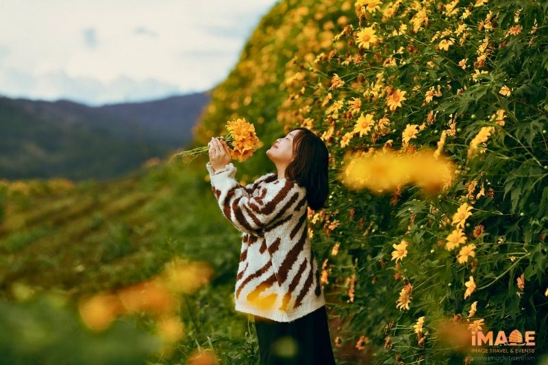 Những điểm Ngắm Hoa Dã Quỳ đẹp Nhất