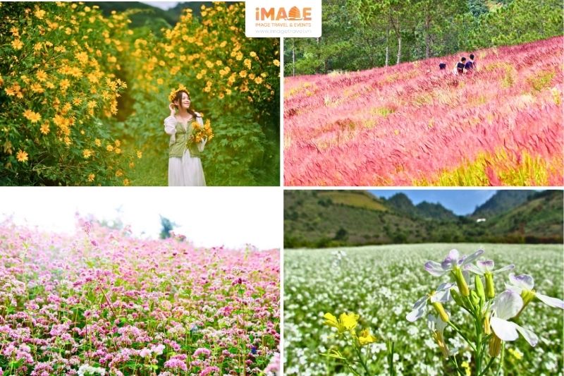 Đà Lạt Tháng 10 - 11 Là Mùa Của Các Loài Hoa