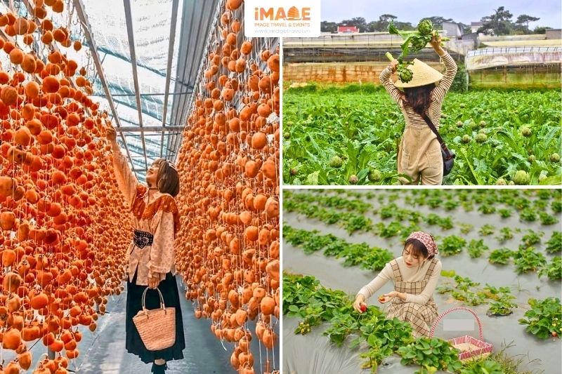 Khám Phá Các Nông Trại Mùa Thu Hoạch