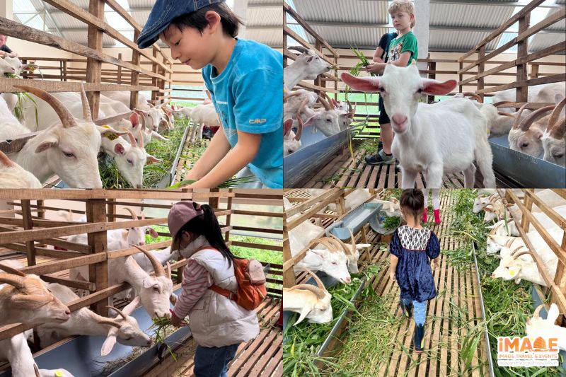 Tham Quan Chuồng Dê - Nguồn: Internet