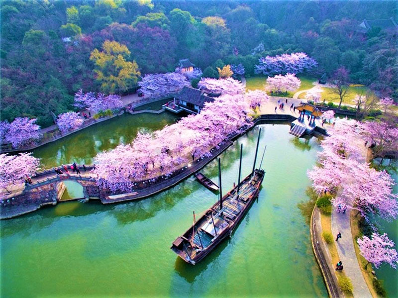 TOUR NGẮM HOA ANH ĐÀO TRUNG QUỐC 5N4Đ: THƯỢNG HẢI - VÔ TÍCH - Ô TRẤN - HÀNG CHÂU